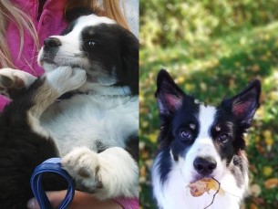 Borderkolli Lassie paarikuuselt ja aastaselt. 