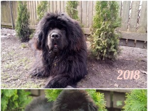 10 kg koera ja rohelised puud, 70 kg koera ja mustad puud
