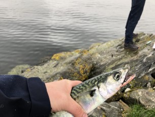 Esimene kalapüük norras ja kohe näkkas. 